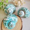 IMG_20260129_162838 Unique natural blue seashell - Nautical home decor