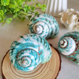 IMG_20260129_162856 Unique natural blue seashell - Nautical home decor