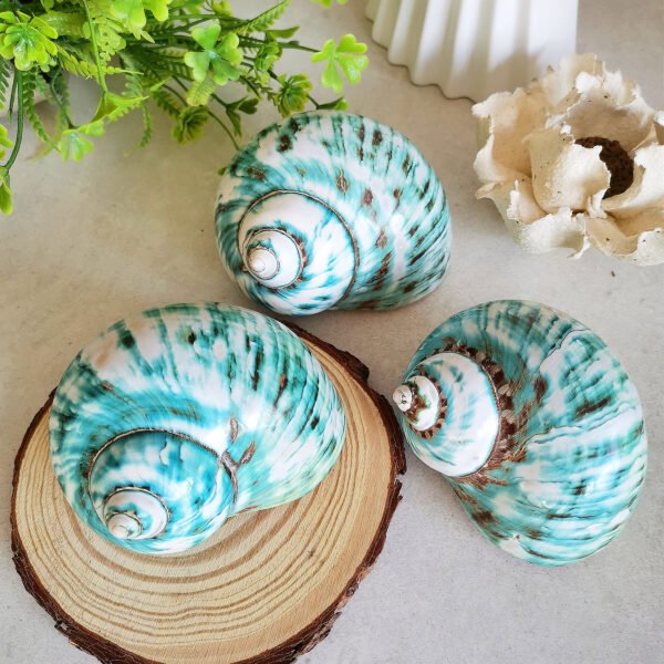 IMG_20260129_162912 Unique natural blue seashell - Nautical home decor