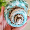 IMG_20260129_163039 Unique natural blue seashell - Nautical home decor