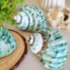 IMG_20260129_163108 Unique natural blue seashell - Nautical home decor