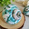 IMG_20260129_171547 Unique natural blue seashell - Nautical home decor