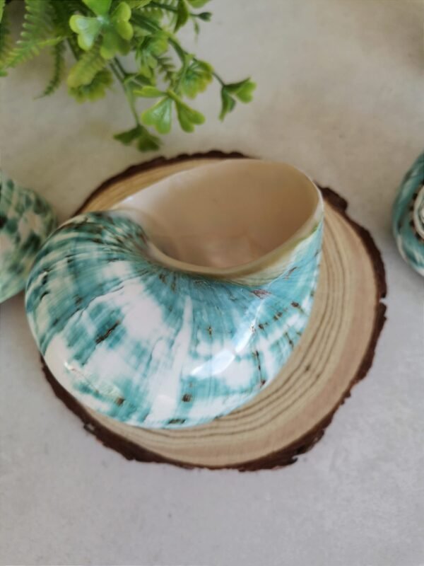 IMG_20260129_171637 Unique natural blue seashell - Nautical home decor