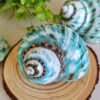 IMG_20260129_171711 Unique natural blue seashell - Nautical home decor