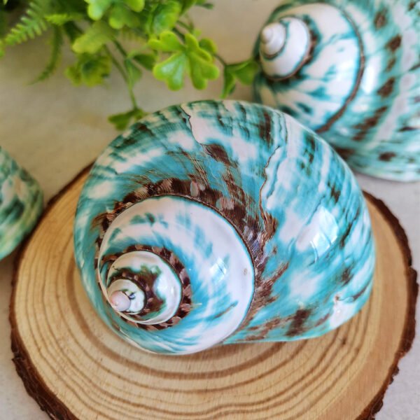 IMG_20260129_171711 Unique natural blue seashell - Nautical home decor