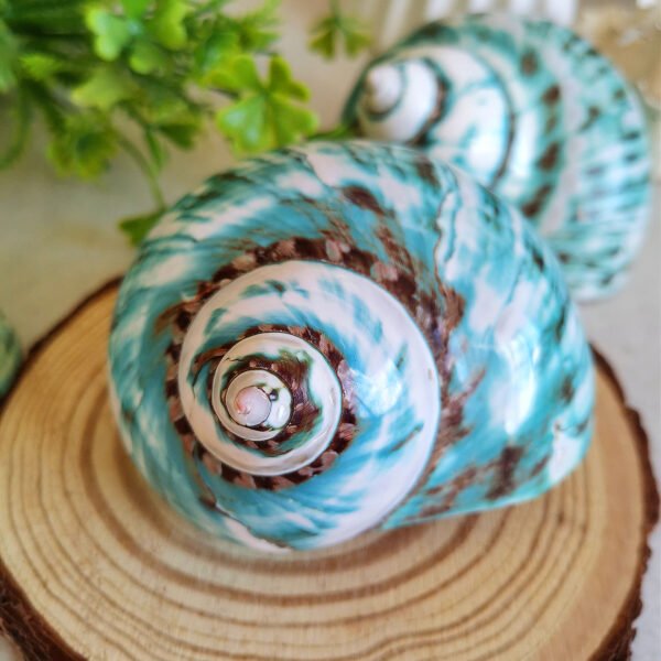 IMG_20260129_171724 Unique natural blue seashell - Nautical home decor