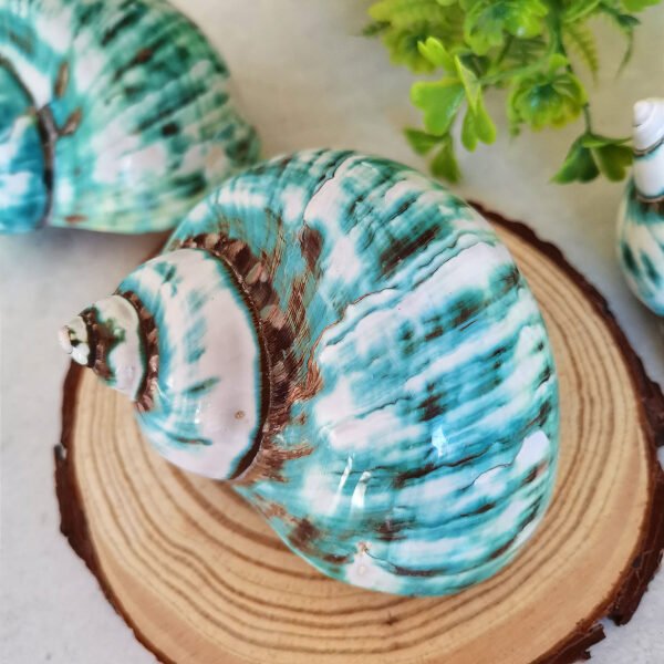 IMG_20260129_171738 Unique natural blue seashell - Nautical home decor