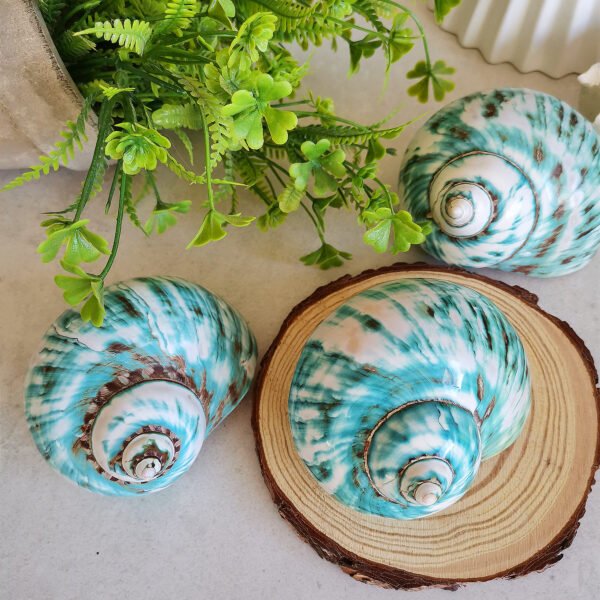 IMG_20260129_171857 Unique natural blue seashell - Nautical home decor