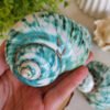 qrf Unique natural blue seashell - Nautical home decor