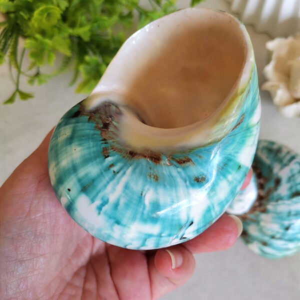 qrf Unique natural blue seashell - Nautical home decor