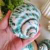 qrf Unique natural blue seashell - Nautical home decor