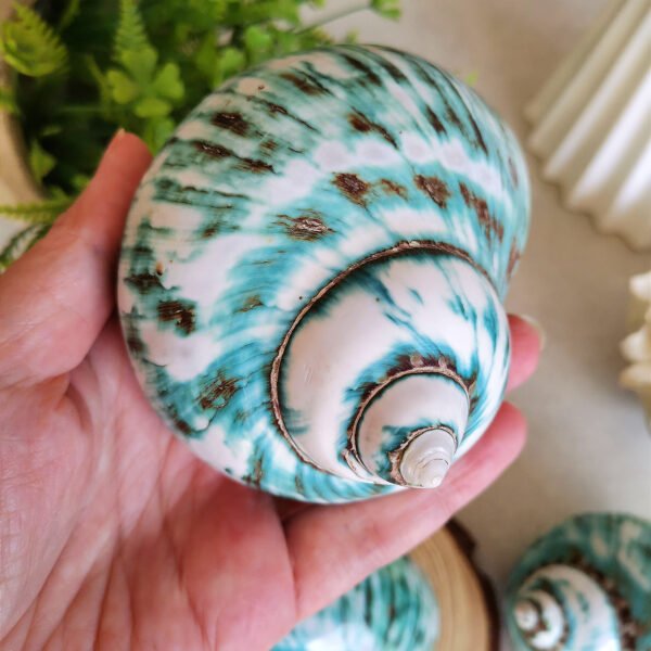 qrf Unique natural blue seashell - Nautical home decor