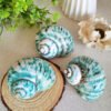 IMG_20260129_171958 Unique natural blue seashell - Nautical home decor