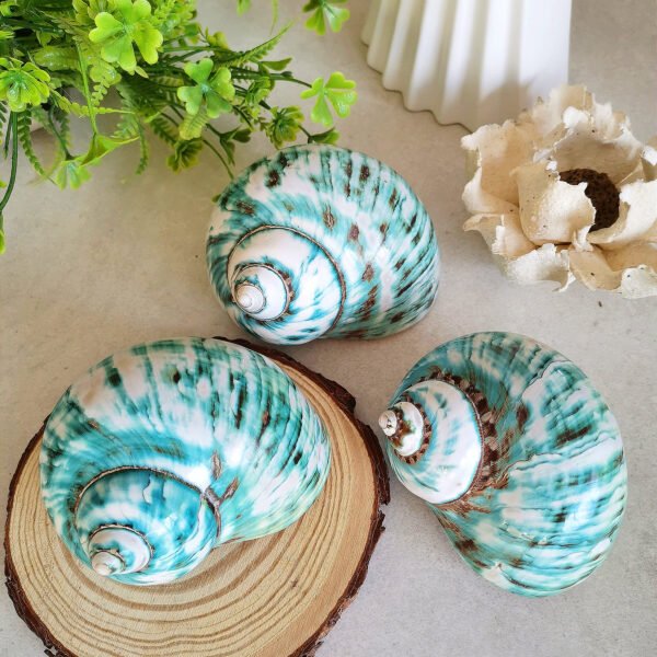 IMG_20260129_171958 Unique natural blue seashell - Nautical home decor