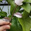 Natural Pink Opal rose with silver stem – Decorative flower made of natural stone – Special gift and collector's item