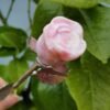 Natural Pink Opal rose with silver stem – Decorative flower made of natural stone – Special gift and collector's item