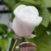 Natural Pink Opal rose with silver stem – Decorative flower made of natural stone – Special gift and collector's item