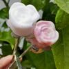 Natural Pink Opal rose with silver stem – Decorative flower made of natural stone – Special gift and collector's item