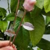 Natural Pink Opal rose with silver stem – Decorative flower made of natural stone – Special gift and collector's item