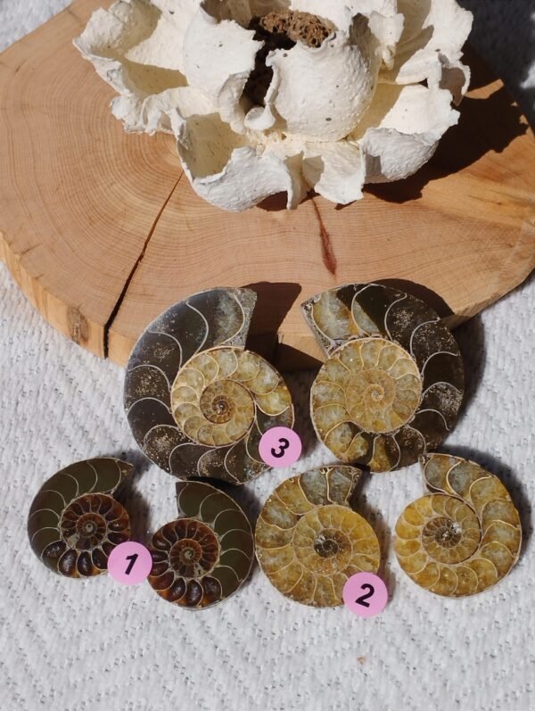 Pair of natural fossil Ammonite