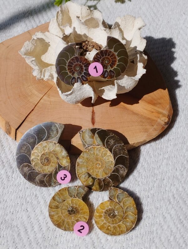 Pair of natural fossil Ammonite