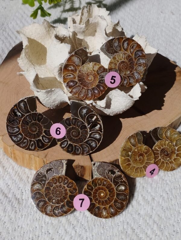 Pair of natural fossil Ammonite