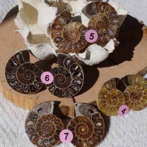 Pair of natural fossil Ammonite