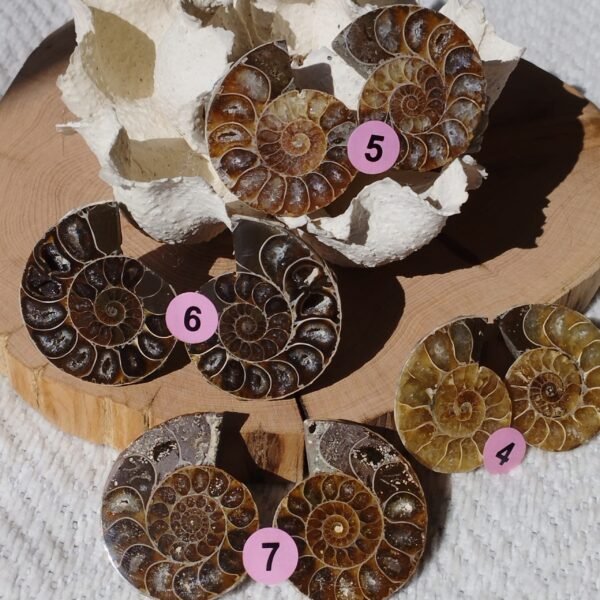 Pair of natural fossil Ammonite