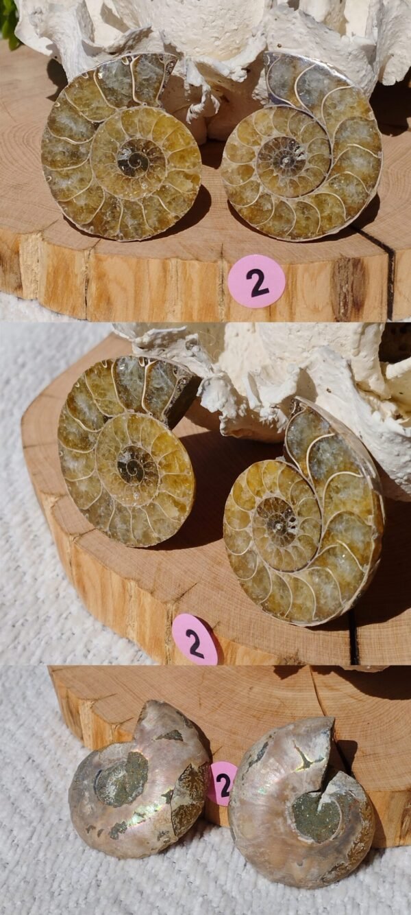 Pair of natural fossil Ammonite