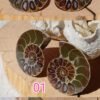 Pair of natural fossil Ammonite