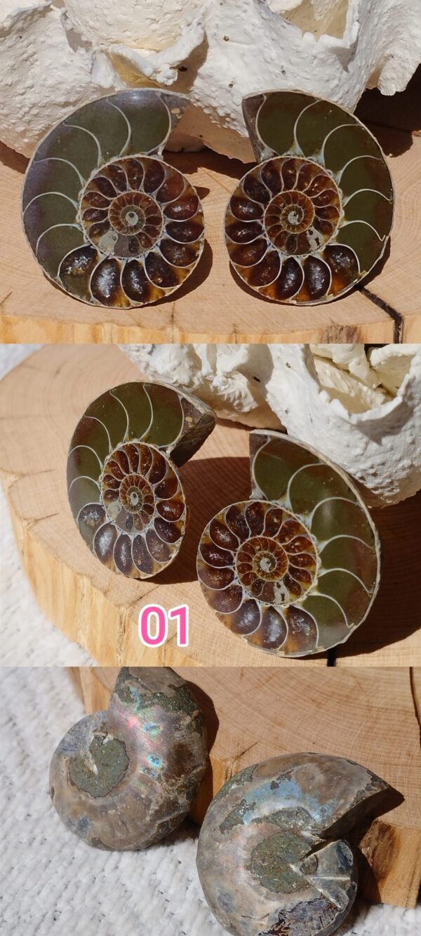 Pair of natural fossil Ammonite