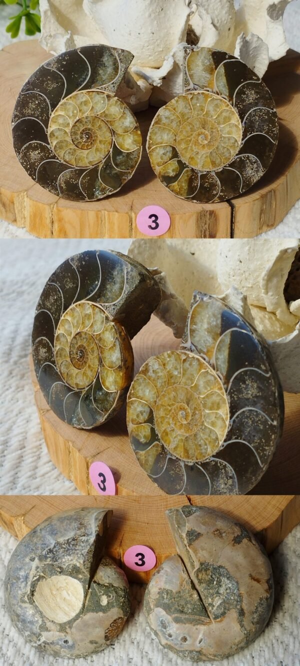 Pair of natural fossil Ammonite