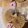 Pair of natural fossil Ammonite