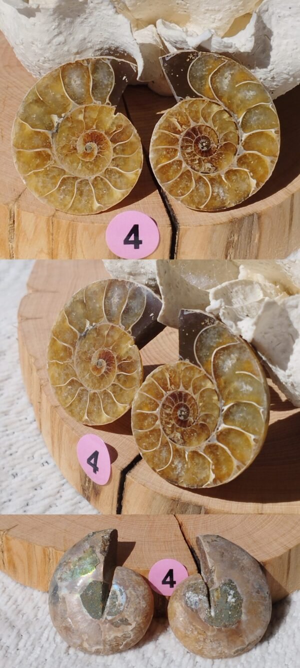 Pair of natural fossil Ammonite