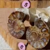 Pair of natural fossil Ammonite