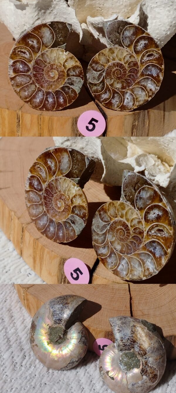 Pair of natural fossil Ammonite