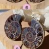 Pair of natural fossil Ammonite