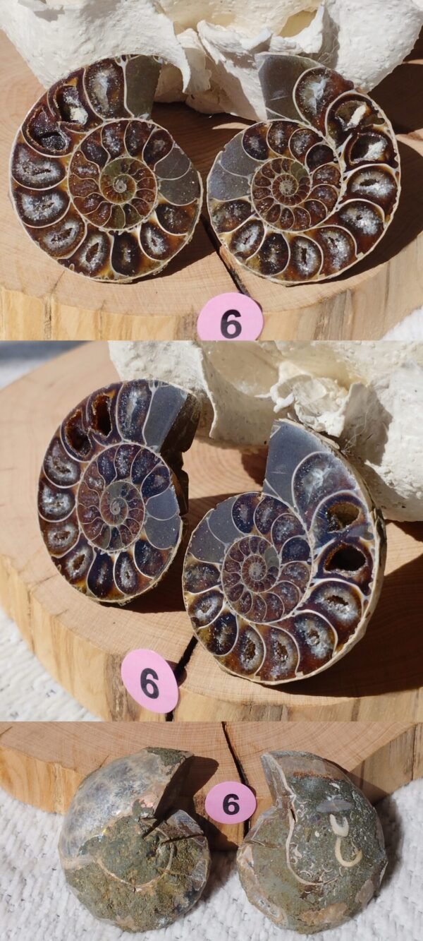 Pair of natural fossil Ammonite