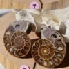 Pair of natural fossil Ammonite
