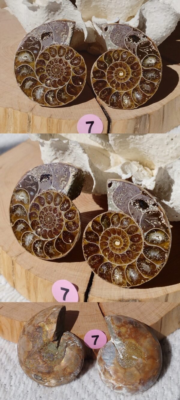 Pair of natural fossil Ammonite
