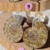 Pair of natural fossil Ammonite