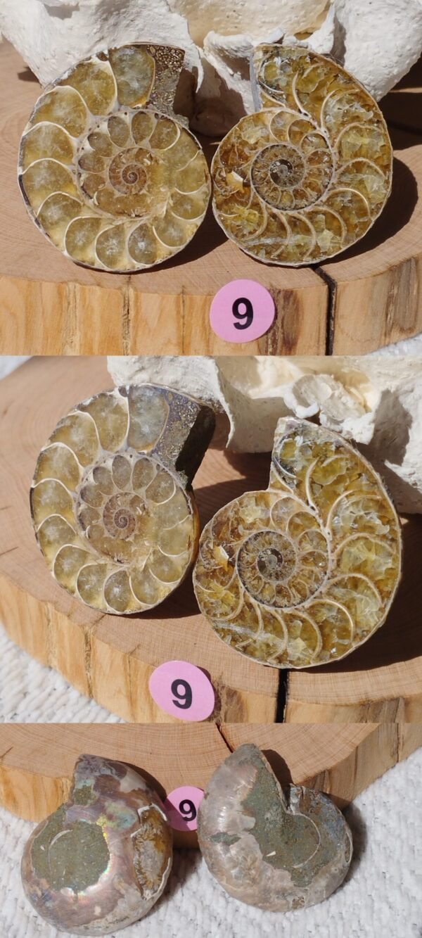 Pair of natural fossil Ammonite