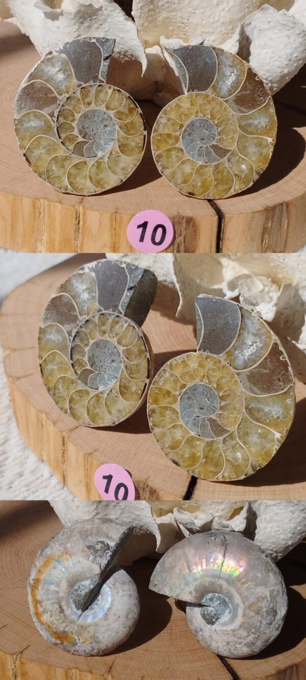 Pair of natural fossil Ammonite