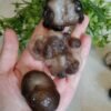 Natural Panda Agate – Collectible Stone with Black and Cream Patterns, Decorative Mineral, Polished Stone, Mineral Collection
