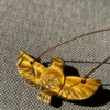 Colgante águila en ojo de tigre