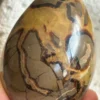 Natural septarian dragon egg