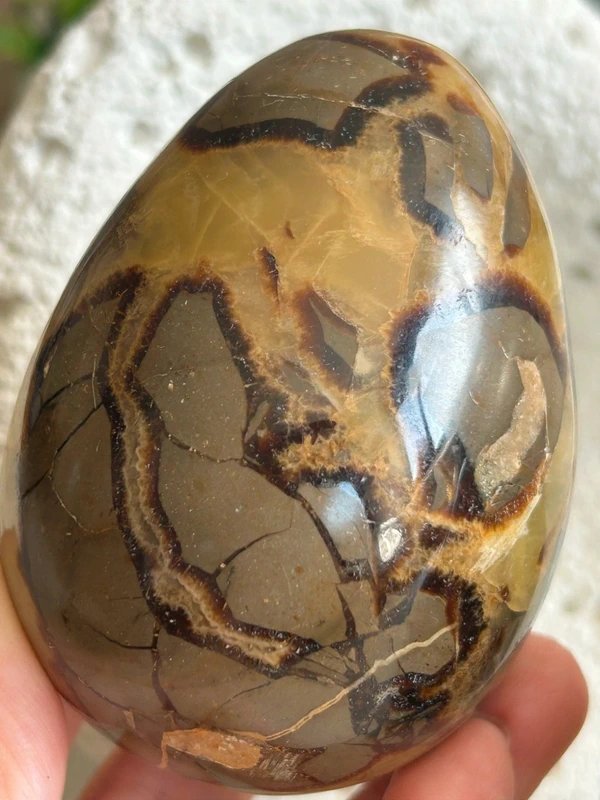 Natural septarian dragon egg