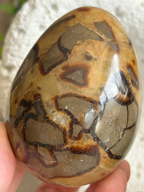 Natural septarian dragon egg