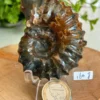 Fósil espiral natural decoración