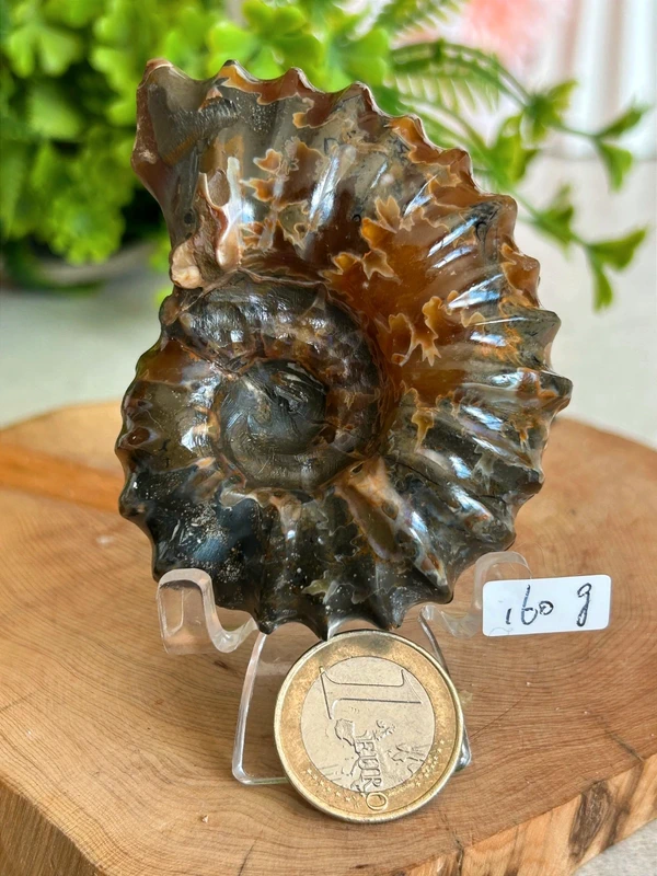 Fósil espiral natural decoración